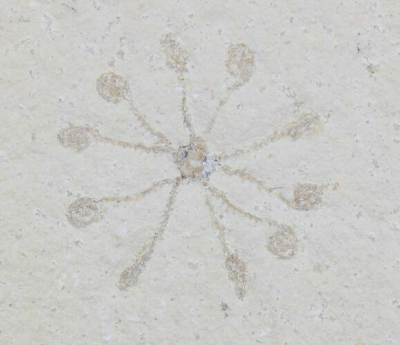 Floating Crinoid (Saccocoma) - Solnhofen Limestone #22471